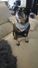 Load image into Gallery viewer, Busy Bee Pet Bandana
