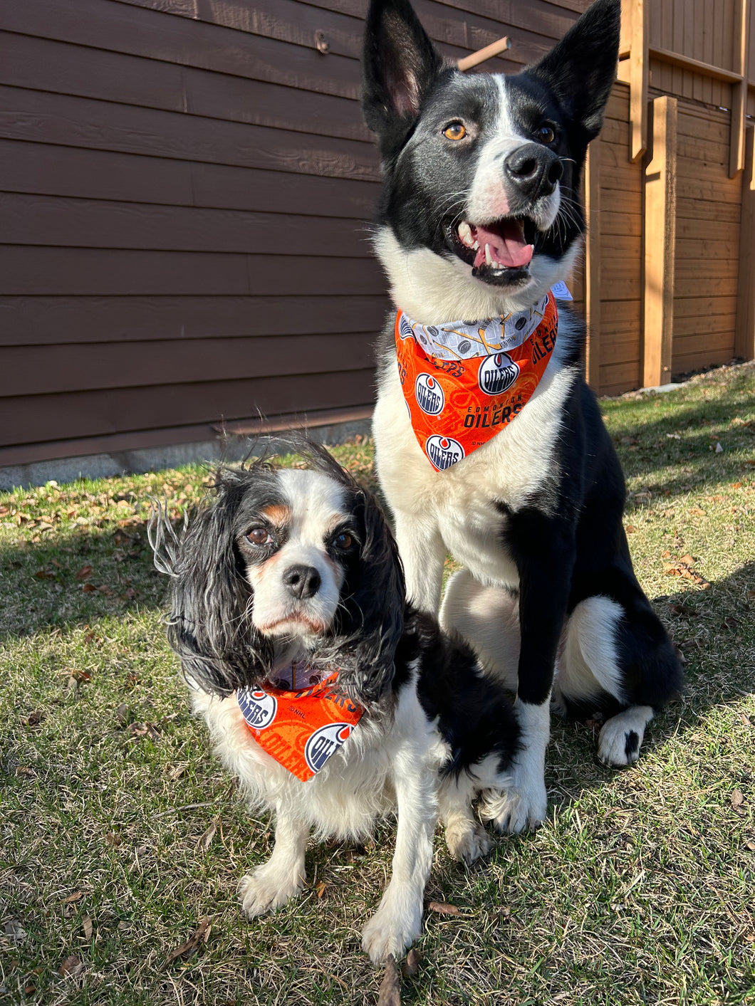 Oilers fan pet bandana